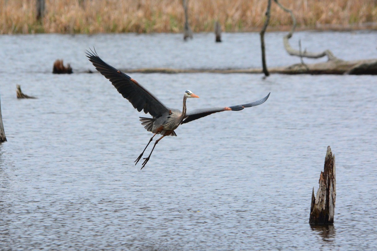 Great Blue Heron - ML327993591