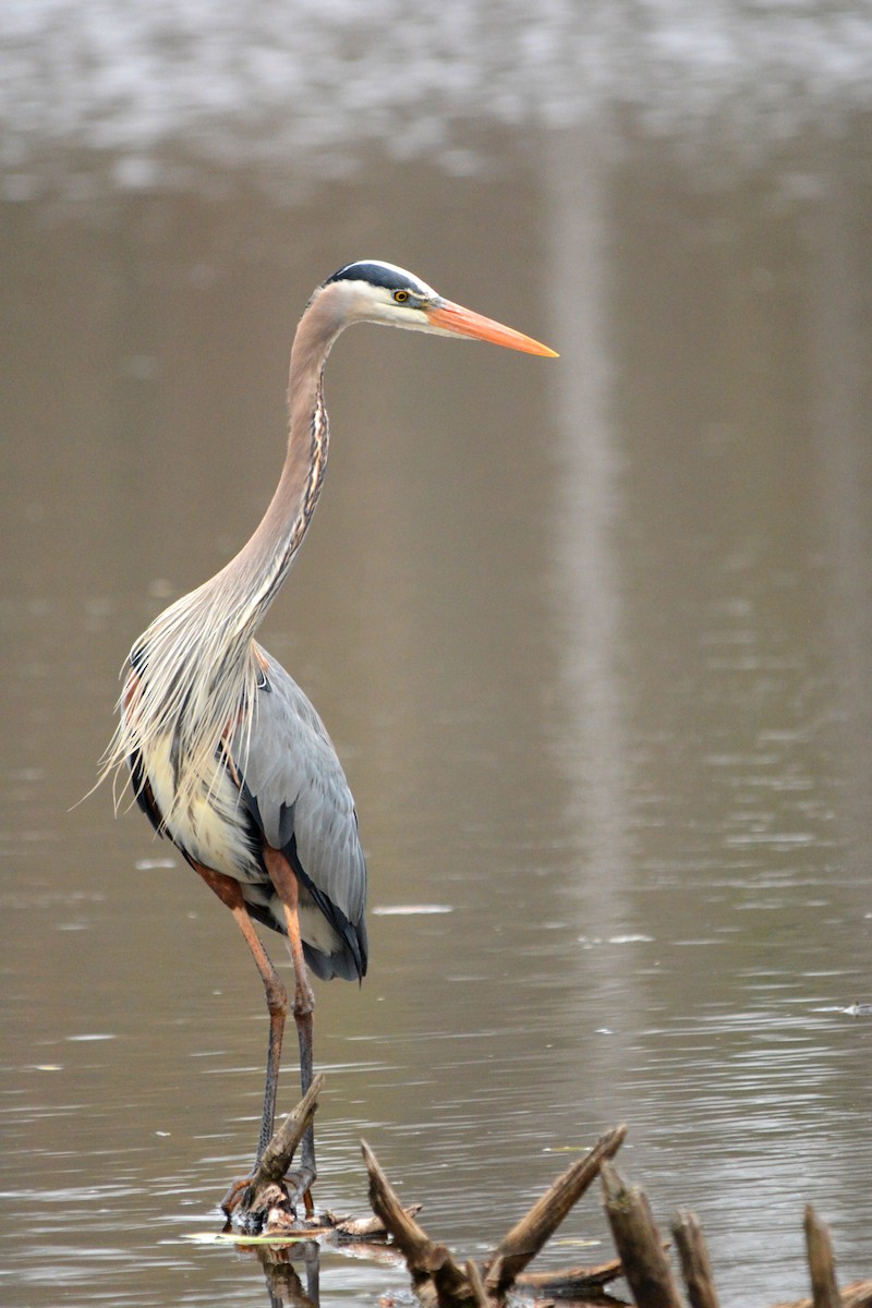 Garza Azulada - ML327993621