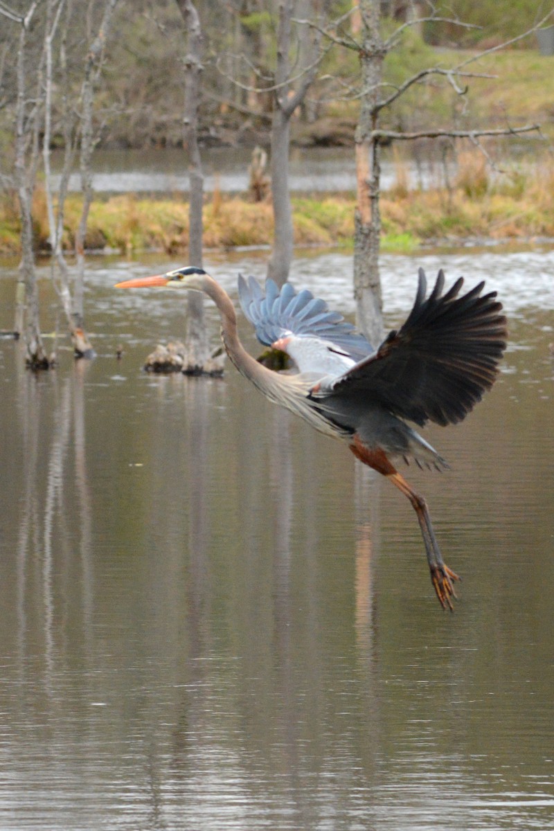 Great Blue Heron - ML327993641