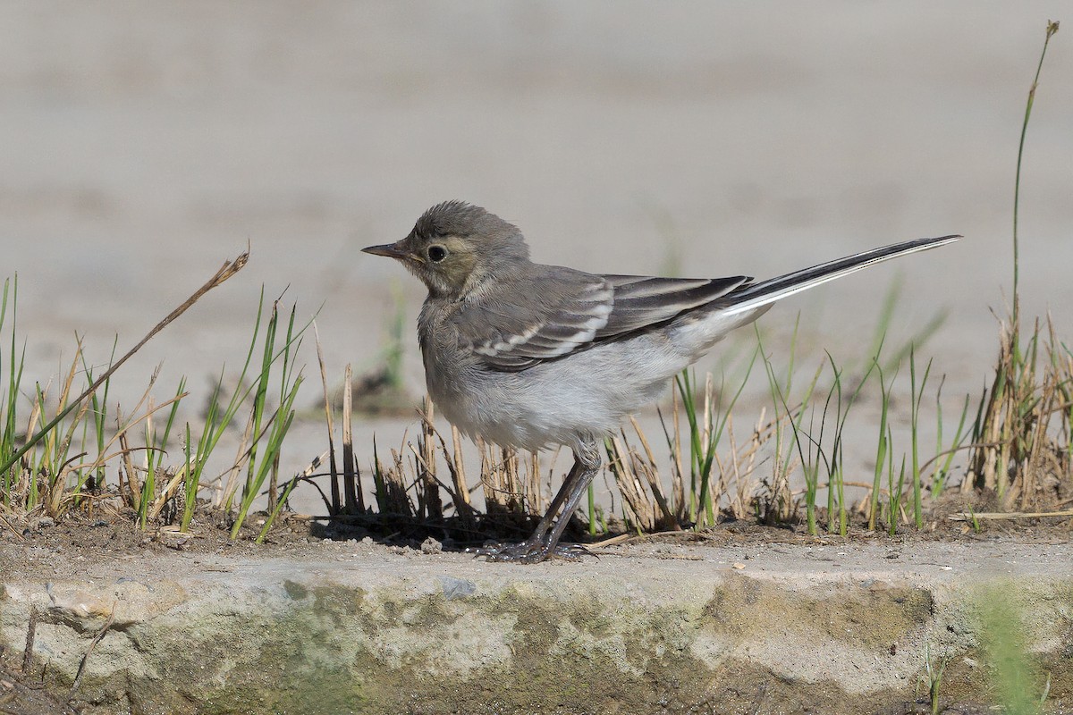 White Wagtail - ML327995161