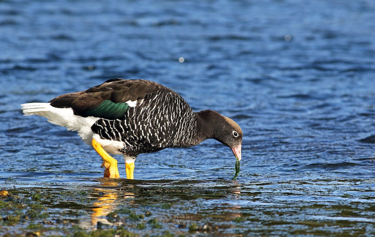 Kelp Goose - ML32799561