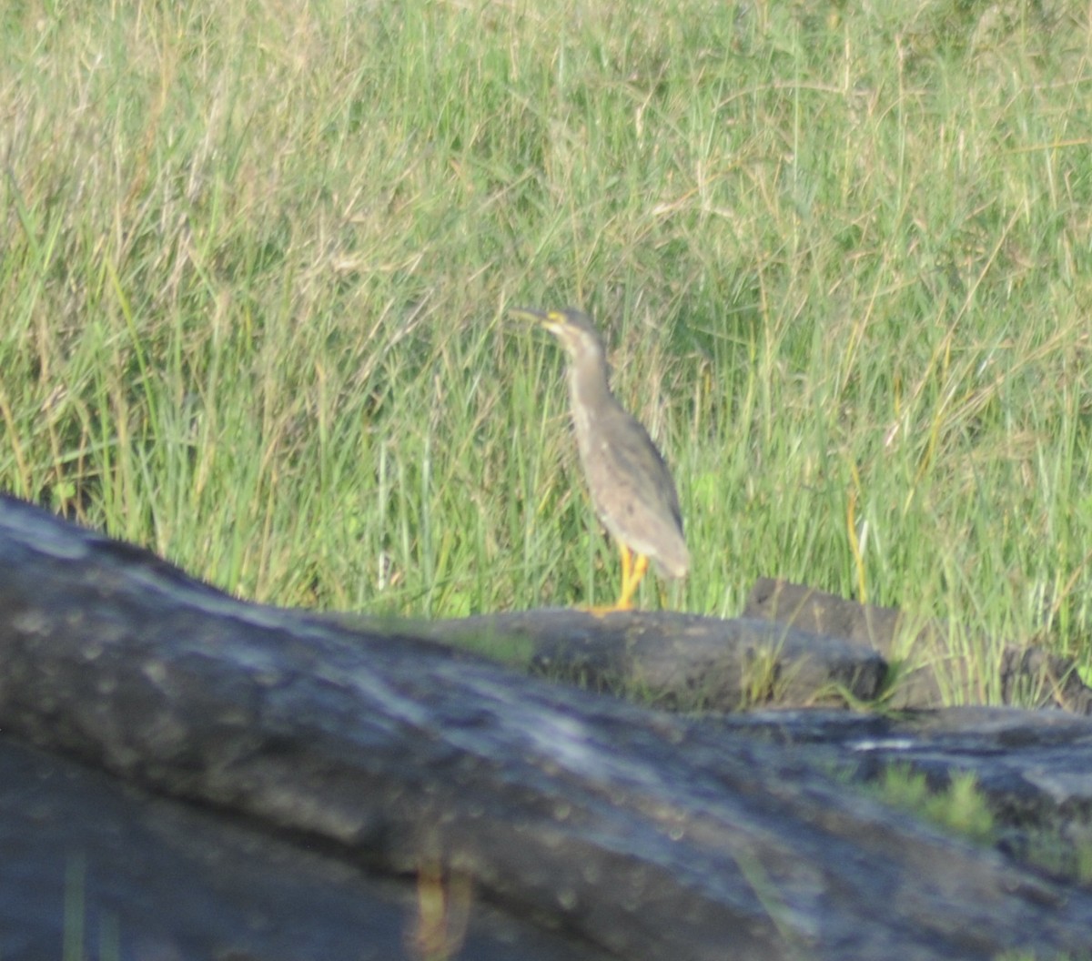 Striated Heron - ML327997731