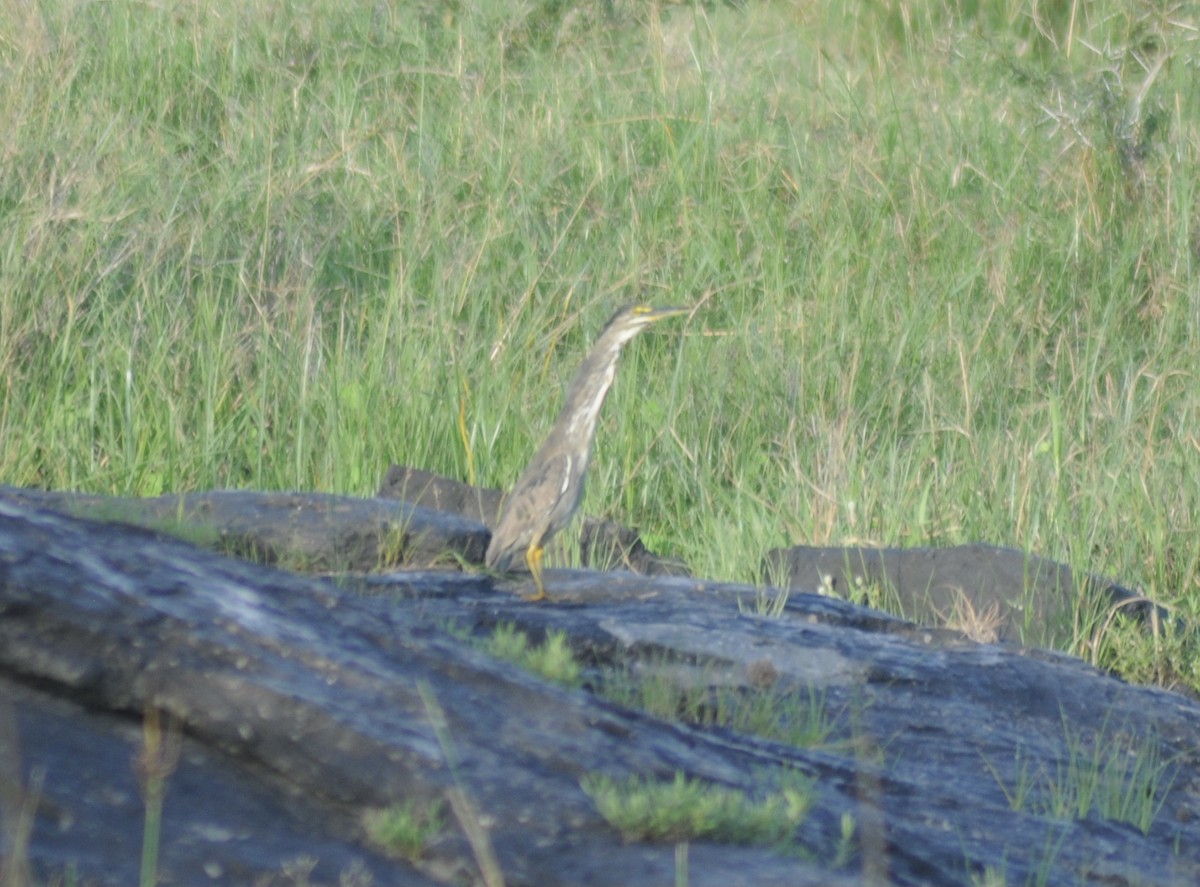 Striated Heron - ML327997741