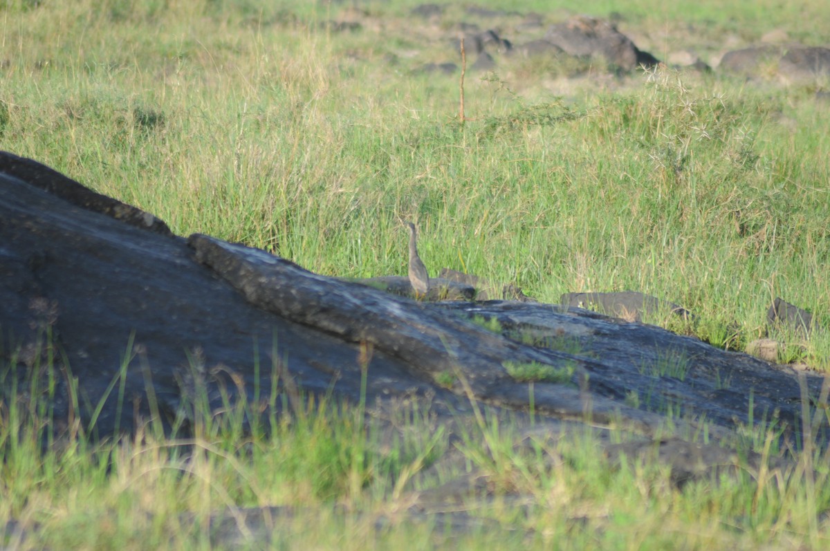 Striated Heron - ML327997751