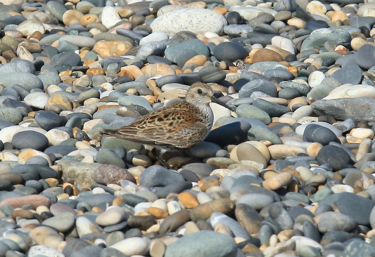 Dunlin - ML327998031