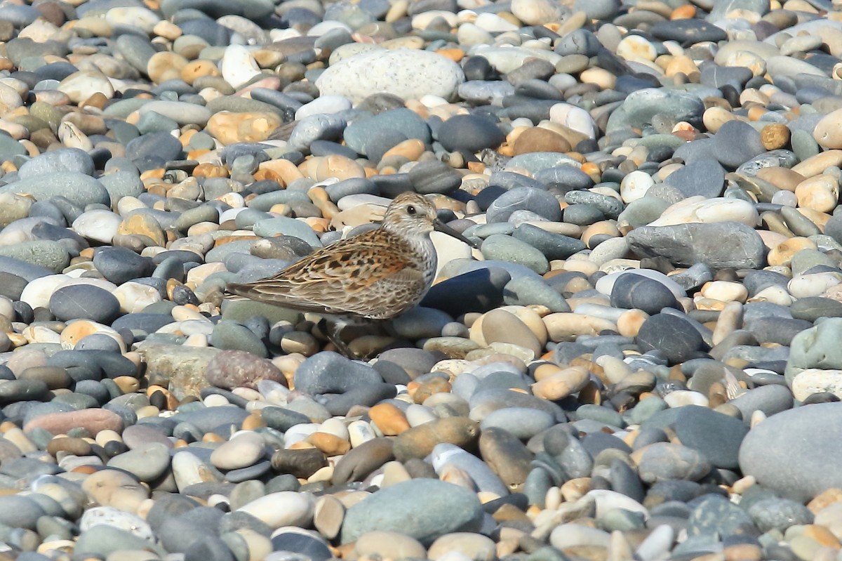 Dunlin - ML327998041