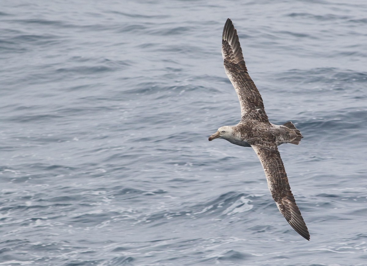 Northern Giant-Petrel - ML32799831