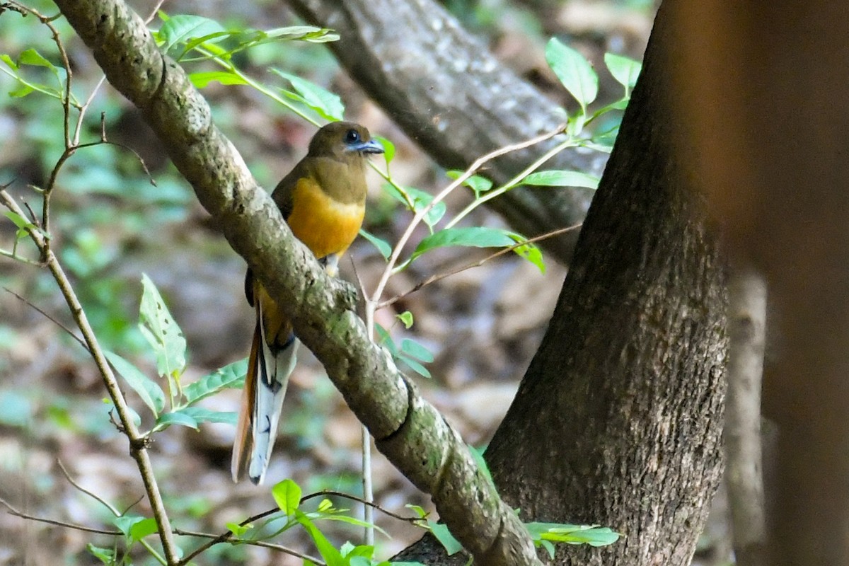 Malabar Trogon - Vivek Sudhakaran