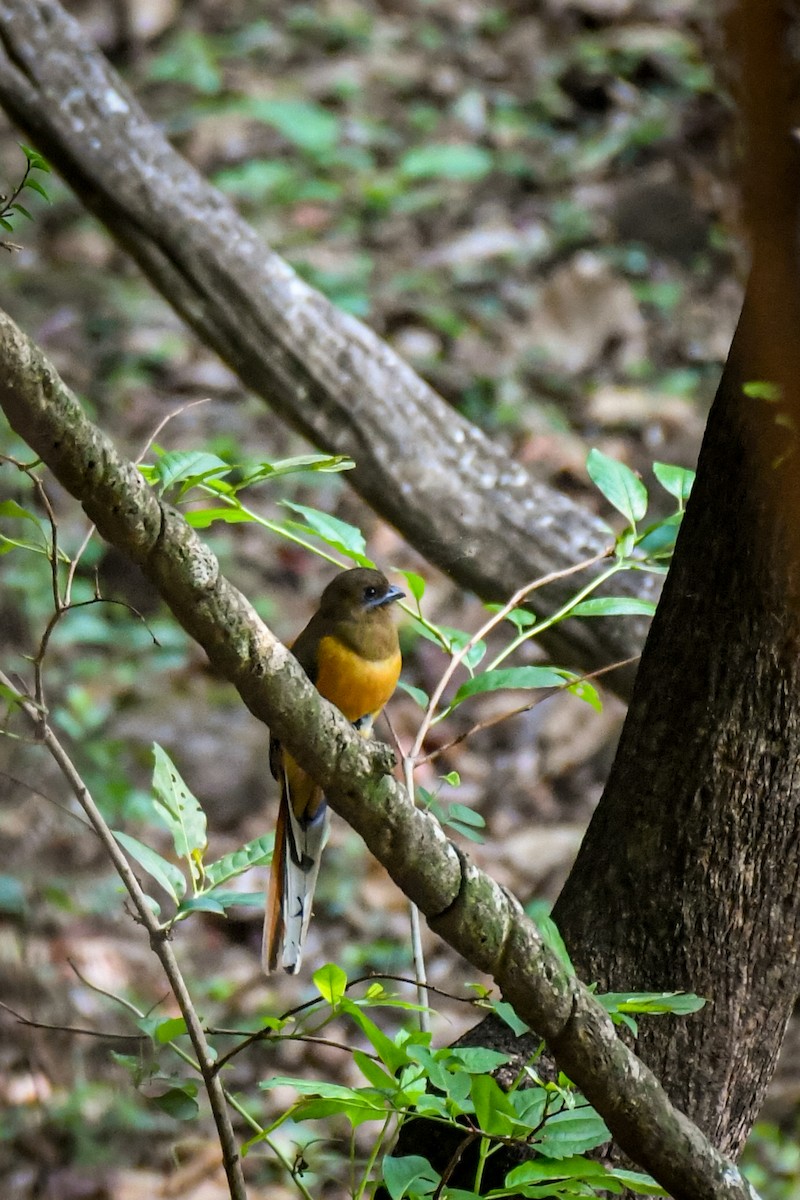 Malabar Trogon - Vivek Sudhakaran