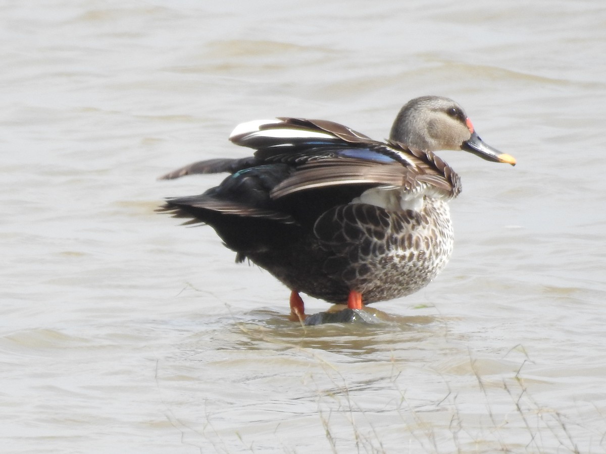 Indian Spot-billed Duck - ML32800201