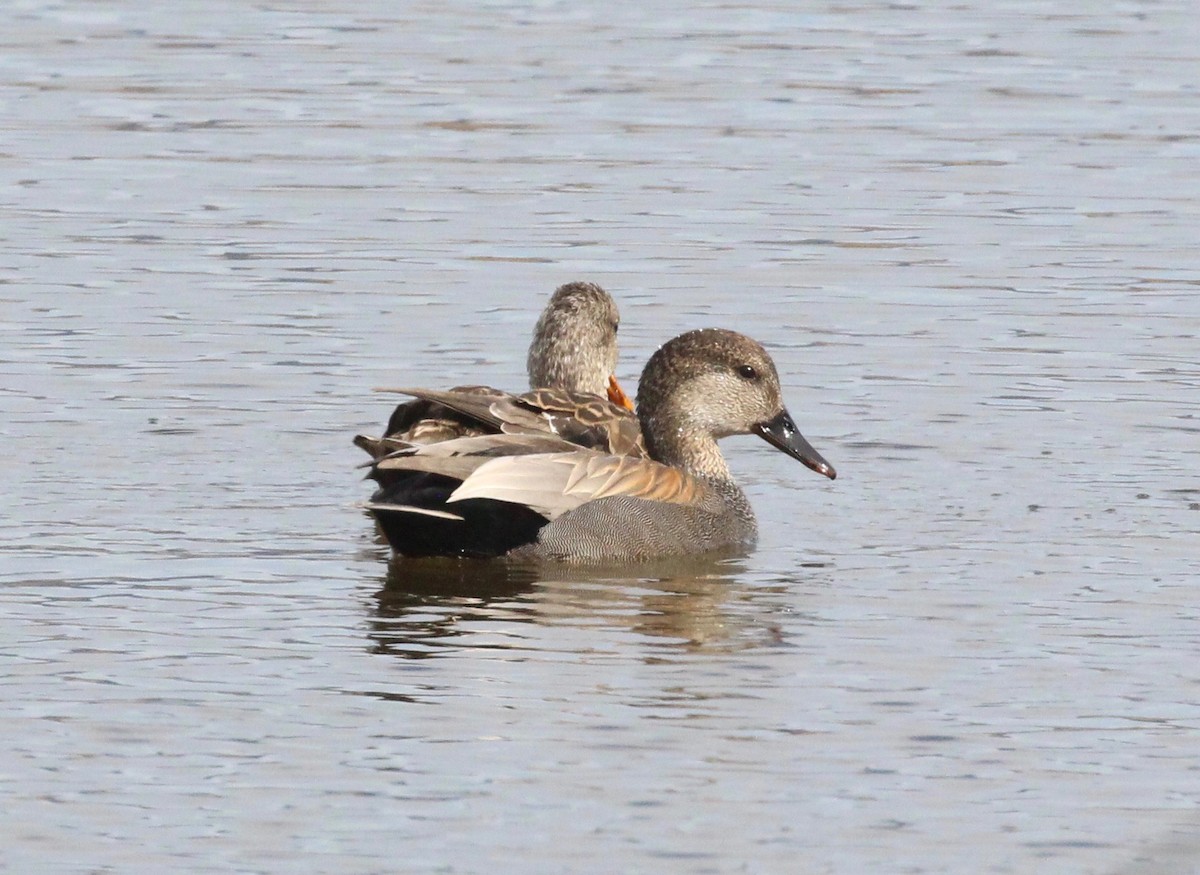 Gadwall - ML328002101