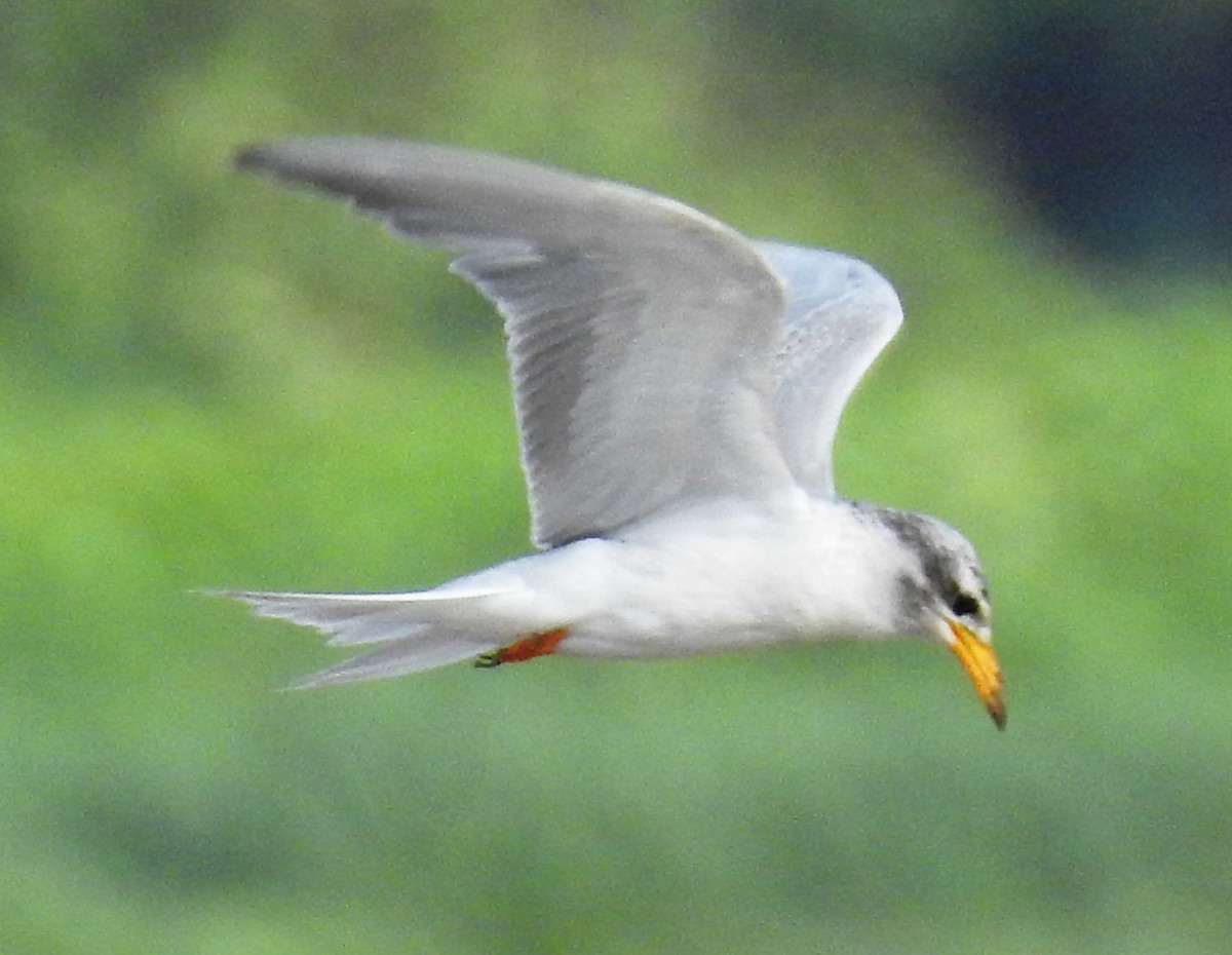 River Tern - ML32800231