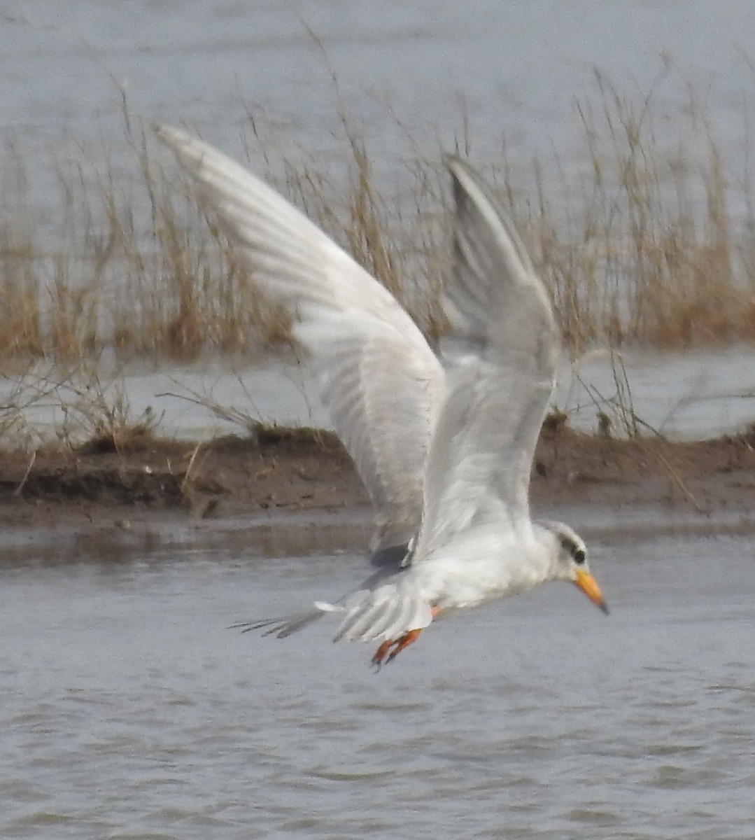 River Tern - ML32800241