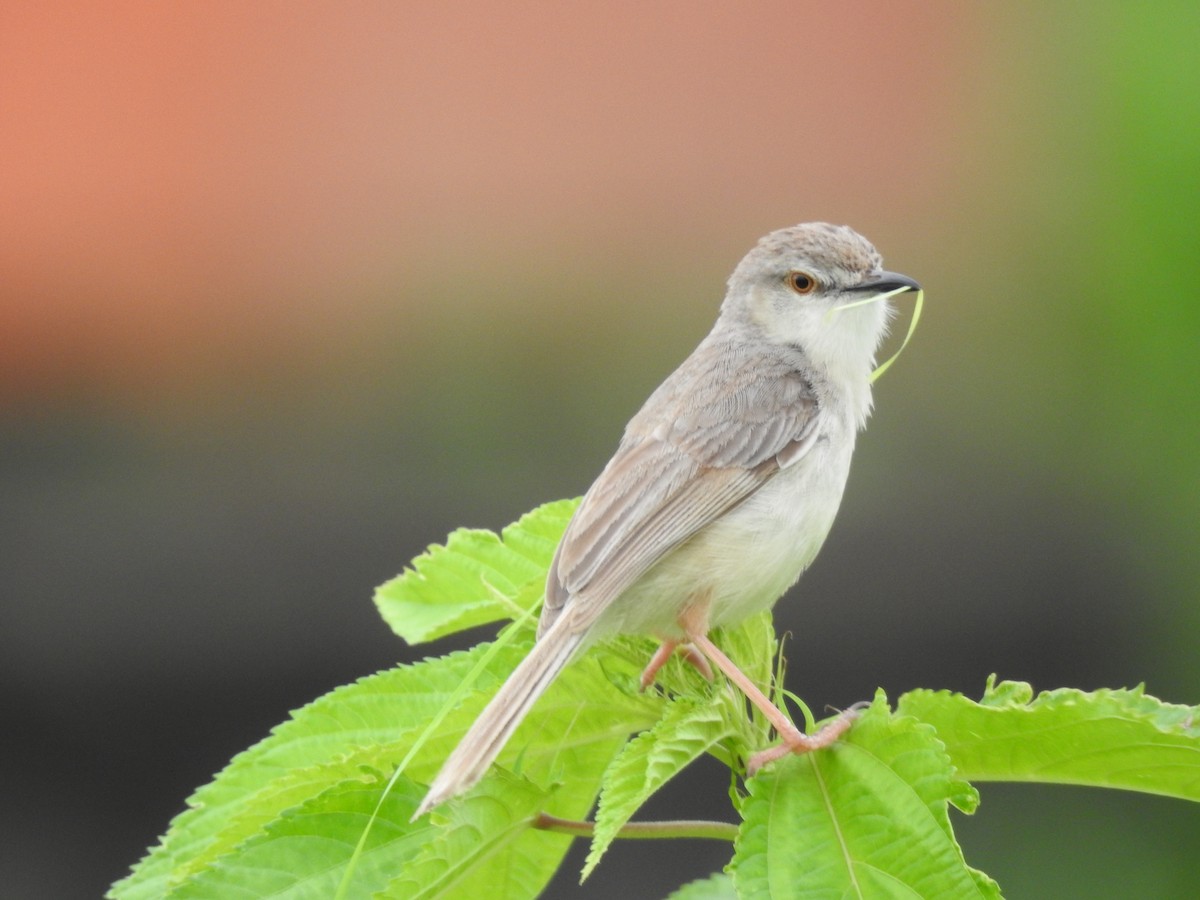 Plain Prinia - ML32800291