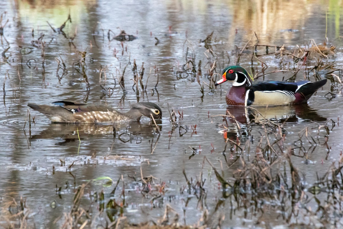 Wood Duck - Kurt Miller