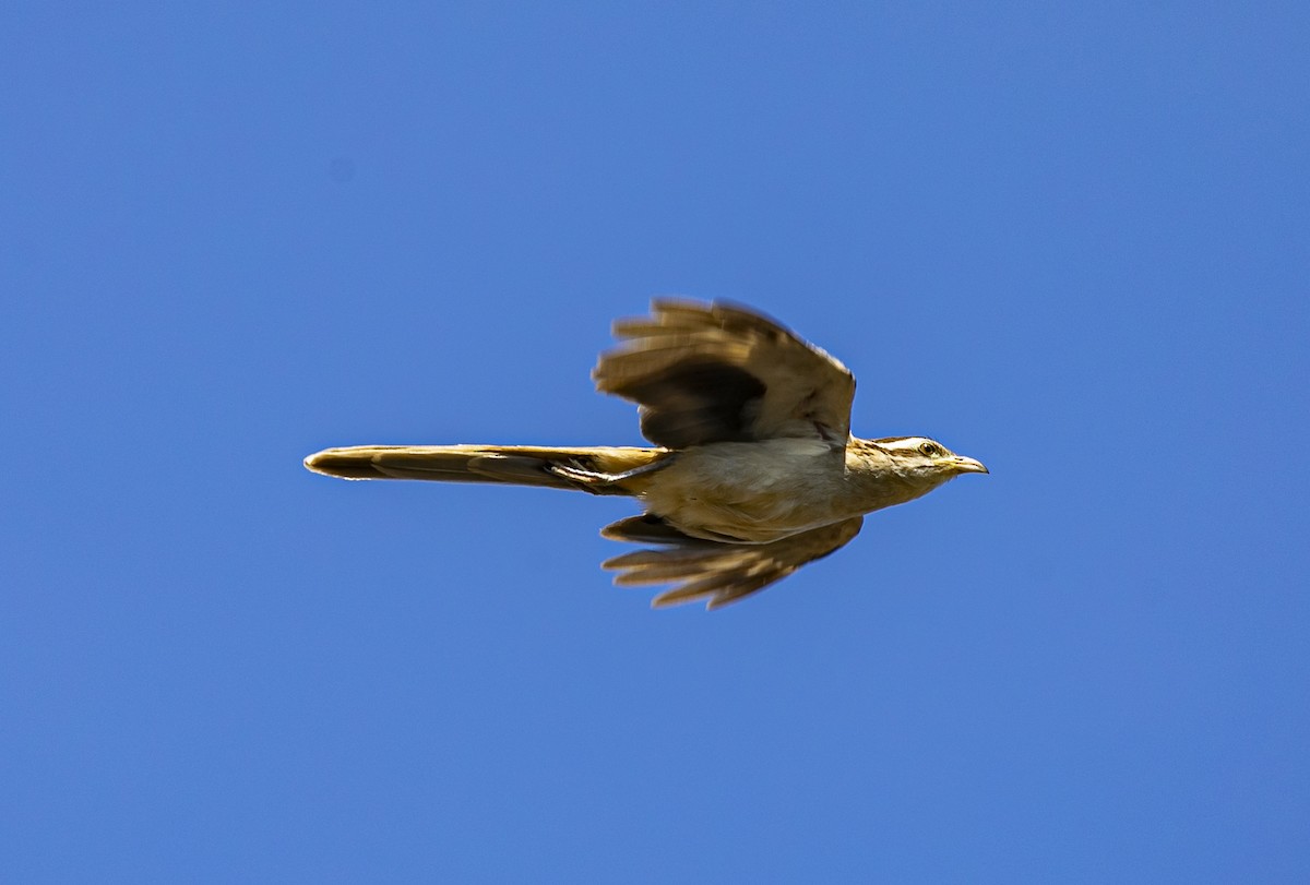 Striped Cuckoo - ML328004501