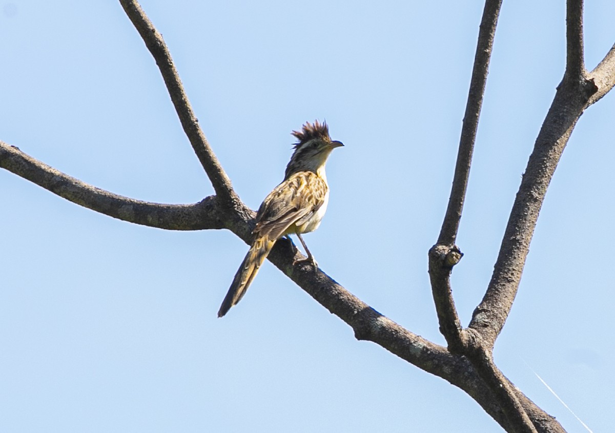 Striped Cuckoo - Manlio Cuevas L.