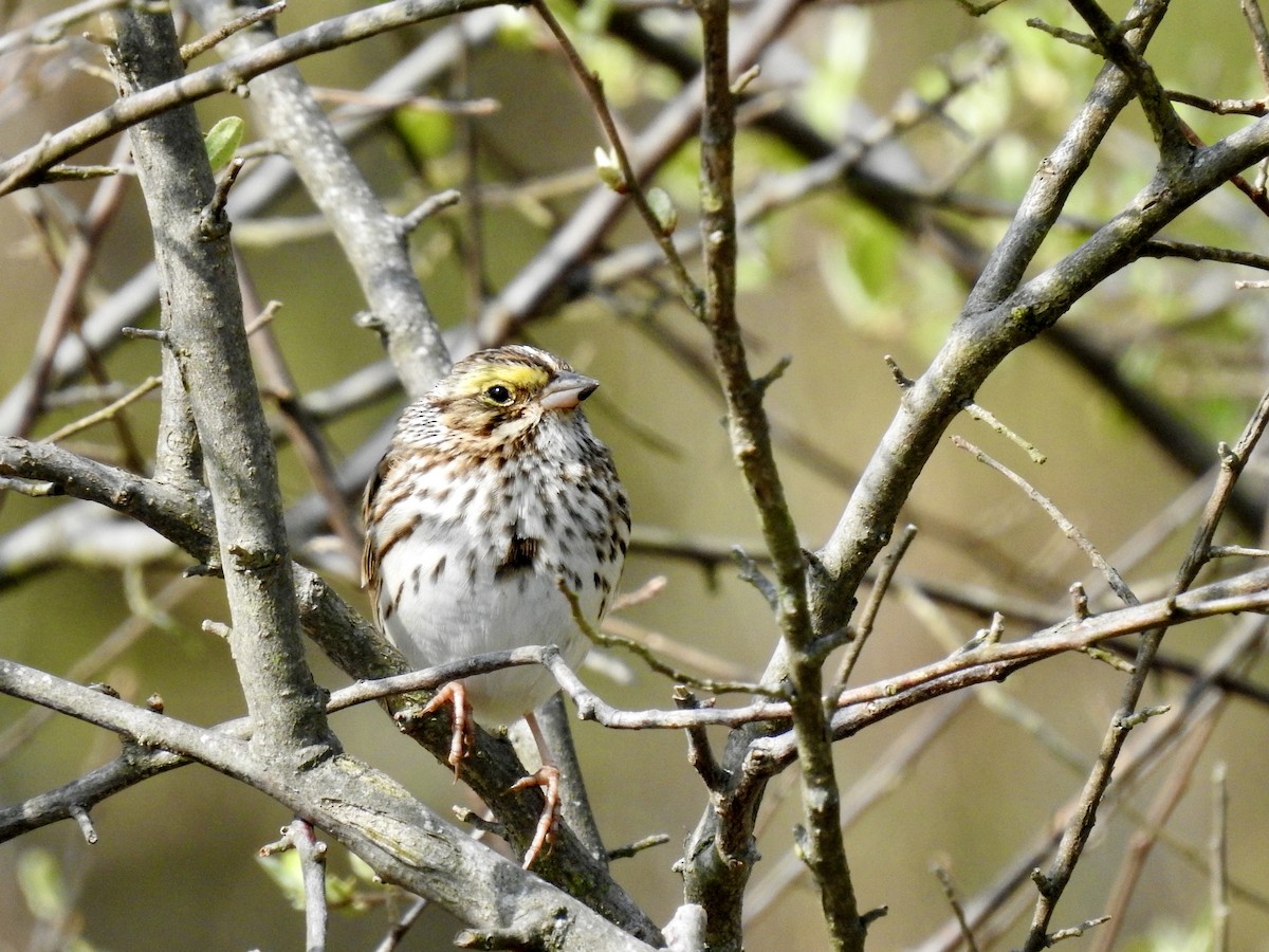 Savannah Sparrow - ML328005281