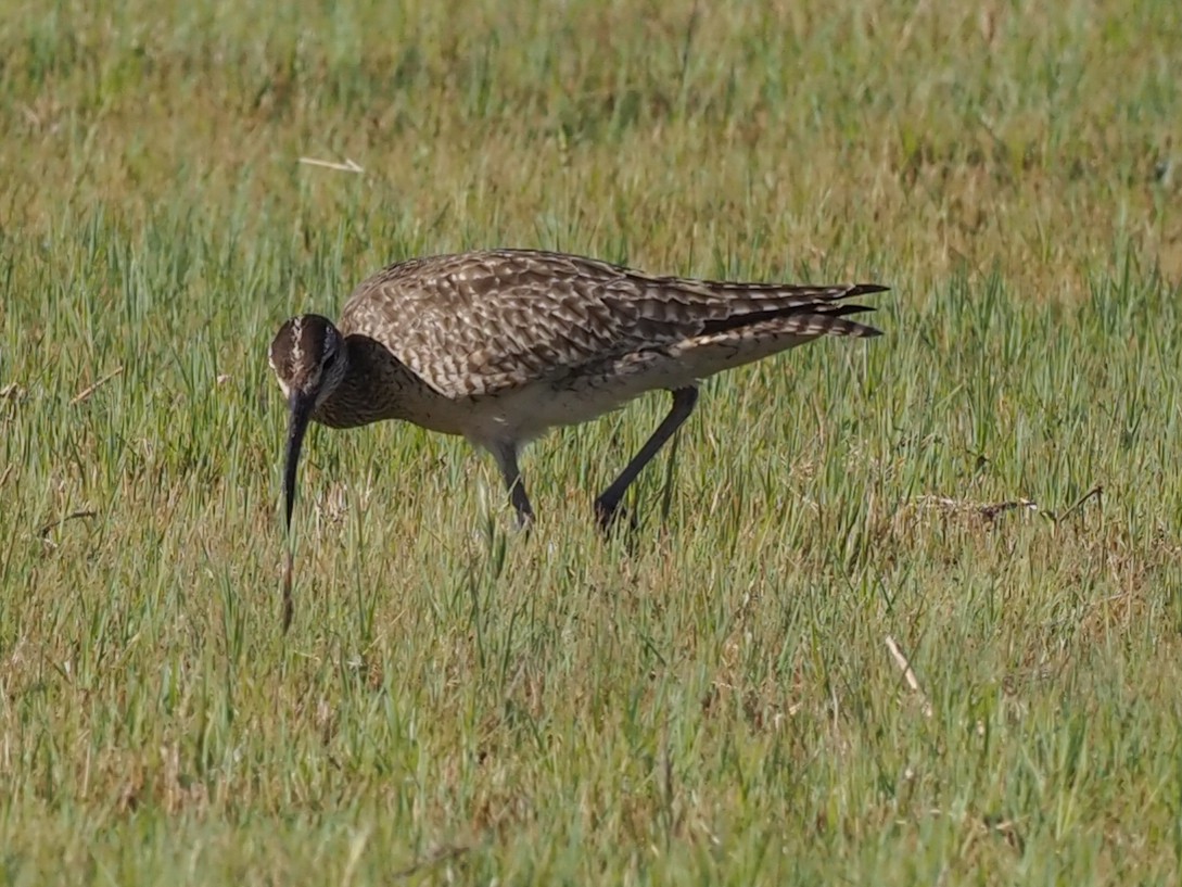 Whimbrel - Scott Tuthill