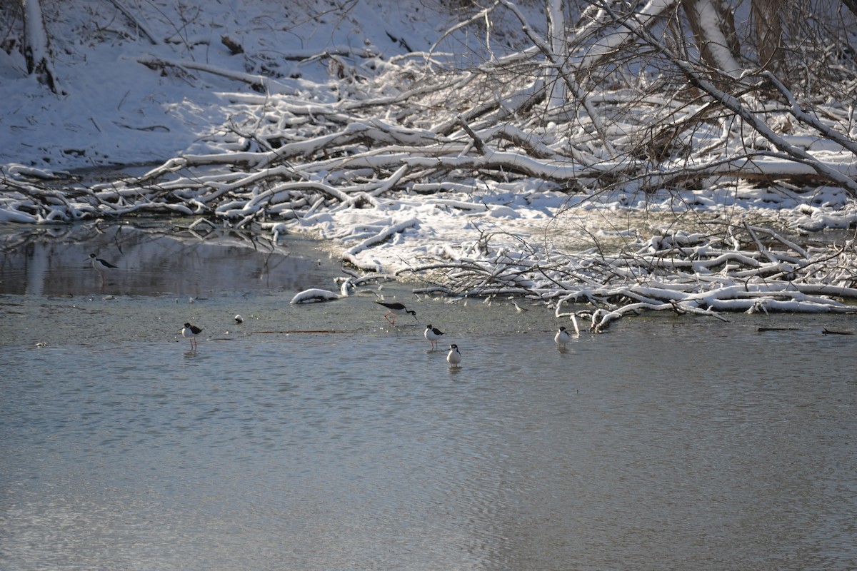 Black-necked Stilt - ML328008761