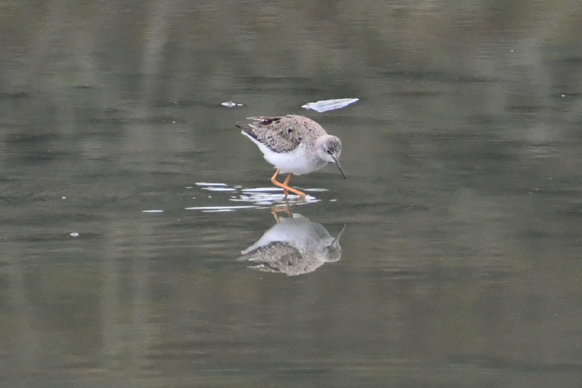 Lesser Yellowlegs - ML328008881