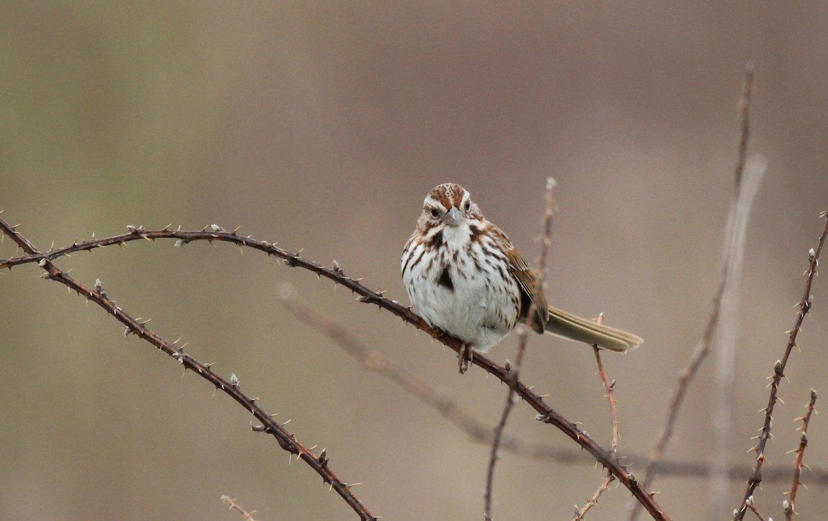 Song Sparrow - ML328009631