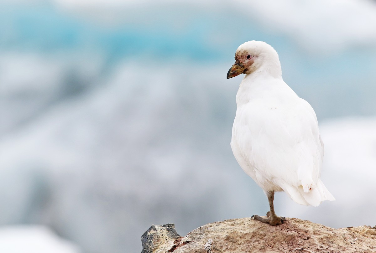 Snowy Sheathbill - Andrew Spencer