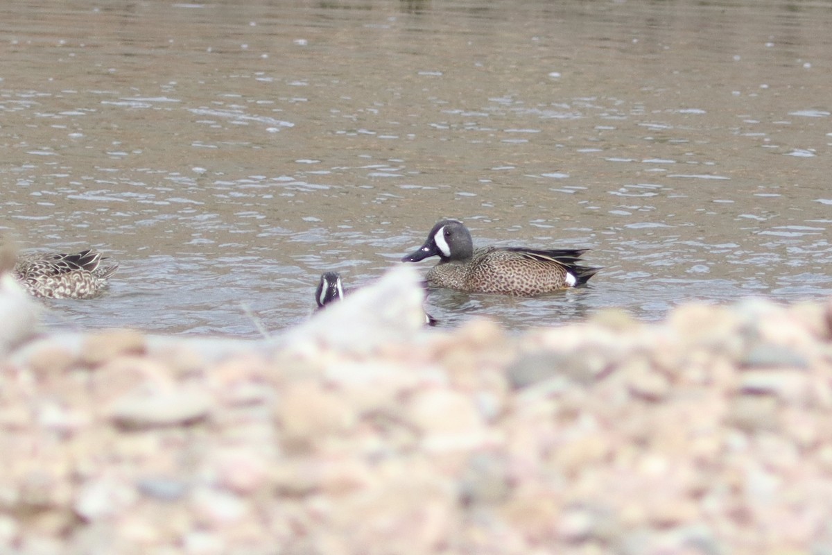 Blue-winged Teal - ML328013591