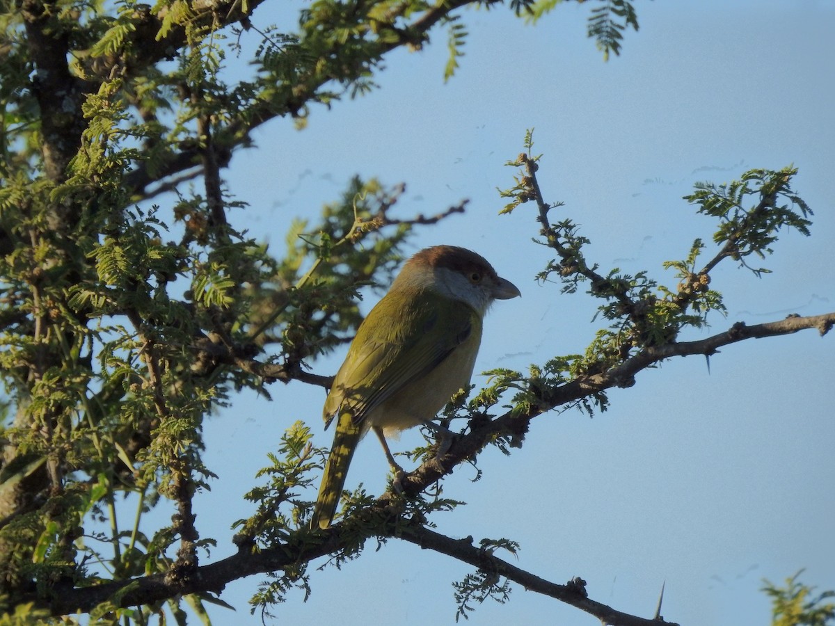 Rufous-browed Peppershrike - ML328016151