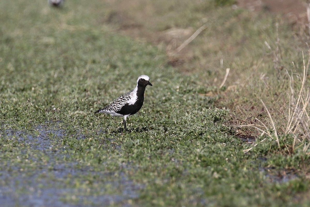 Black-bellied Plover - ML328017111