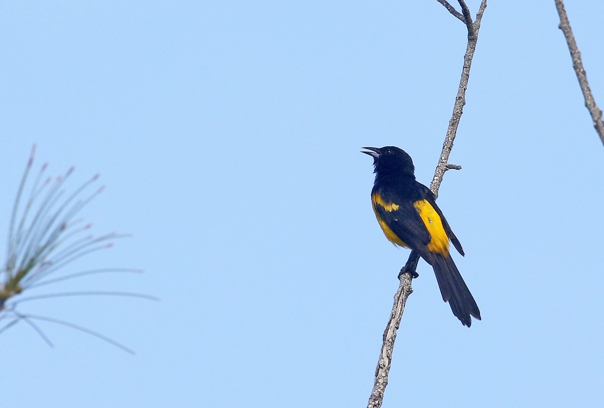Bahama Oriole - Andrew Spencer