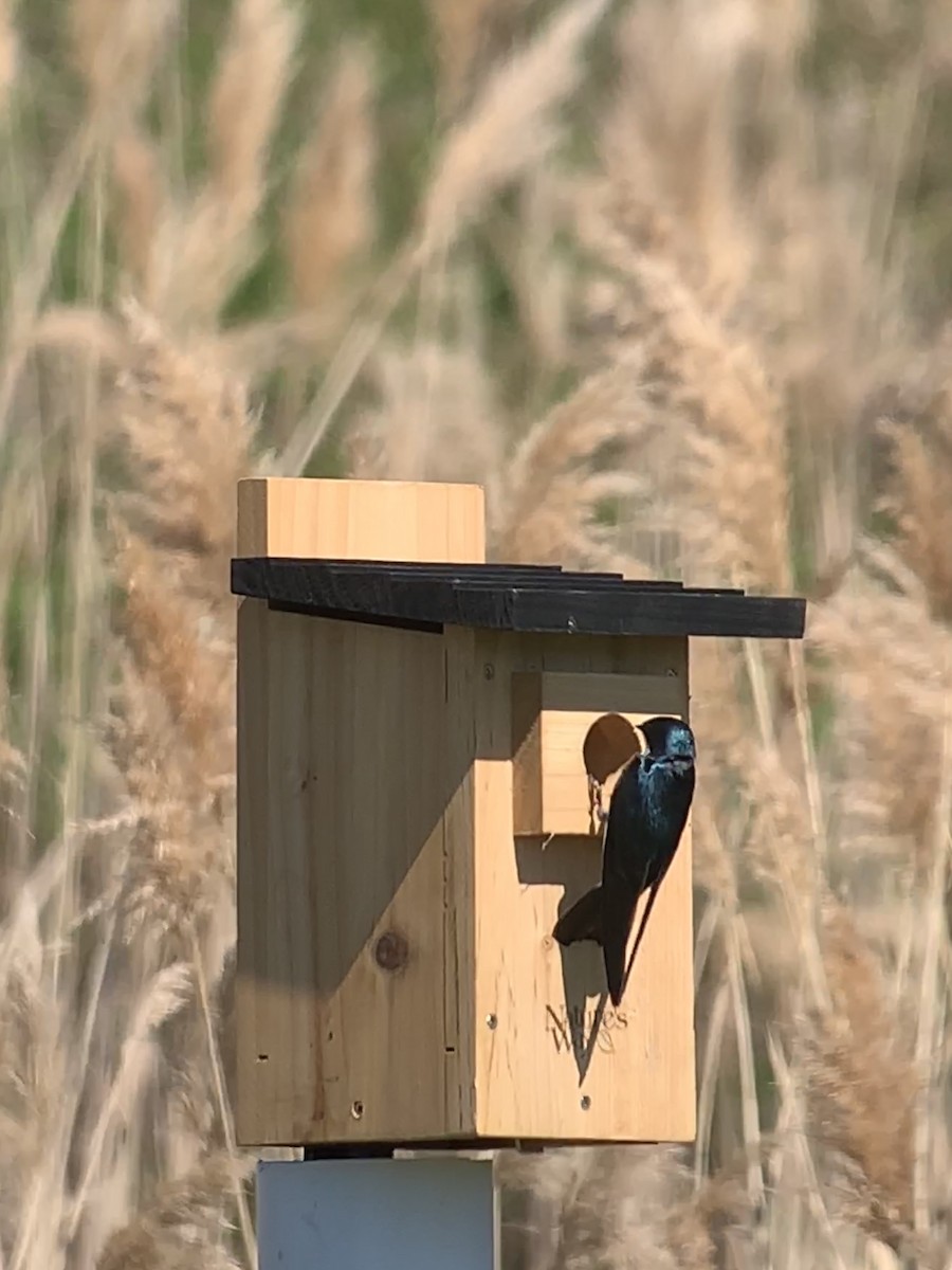 Tree Swallow - ML328018341