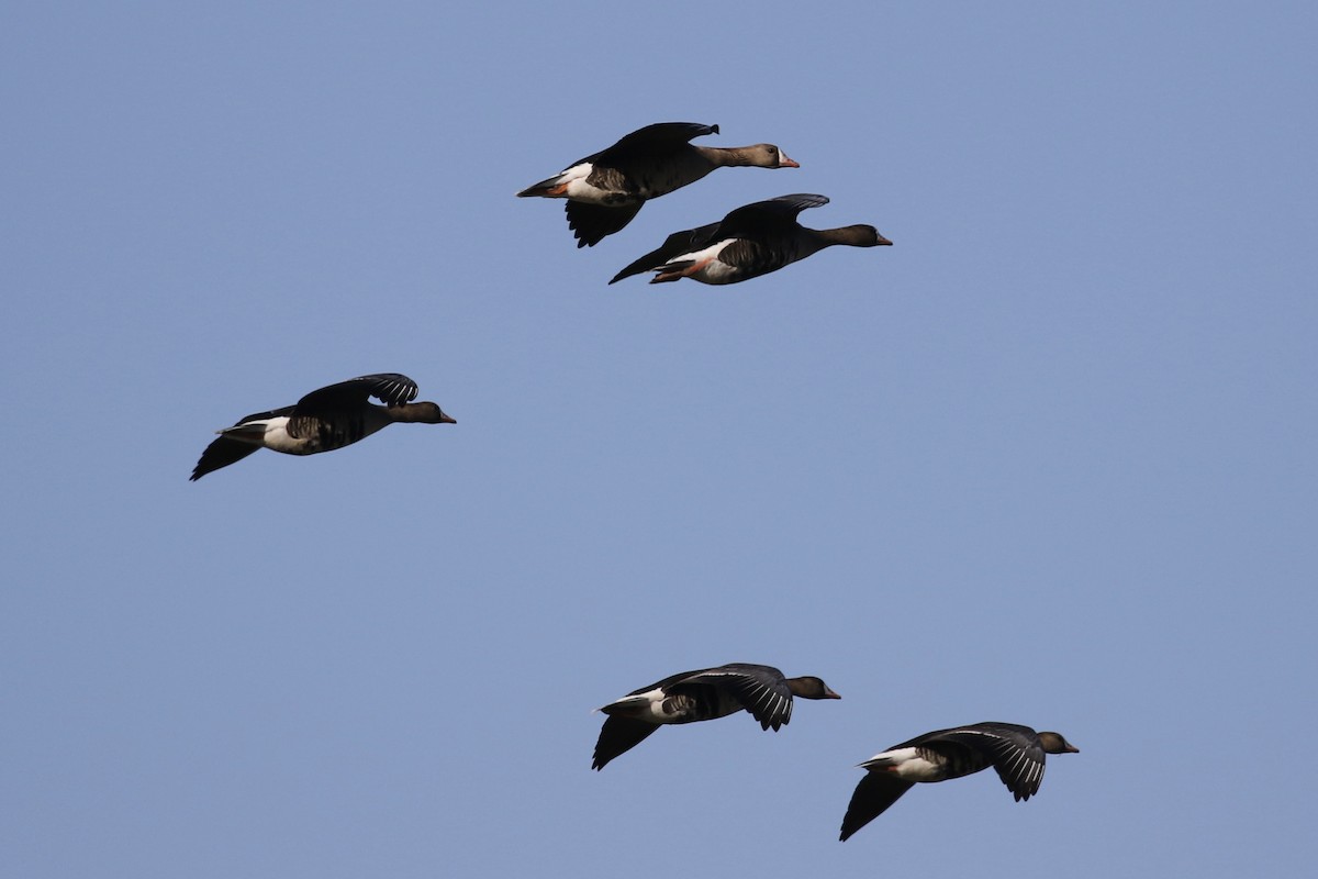 Greater White-fronted Goose - ML328018861