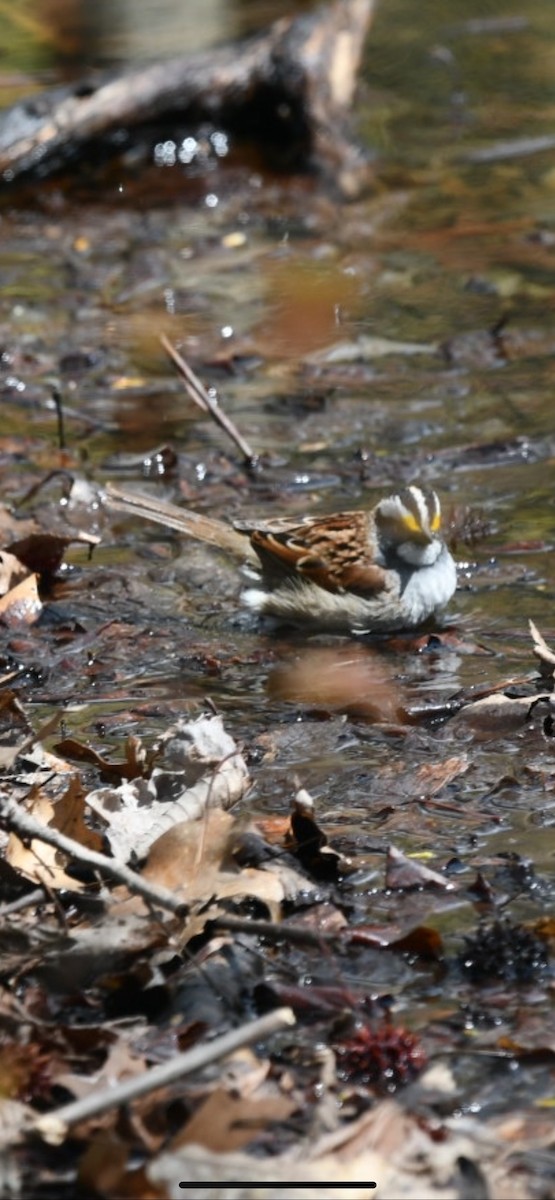 White-throated Sparrow - ML328019241