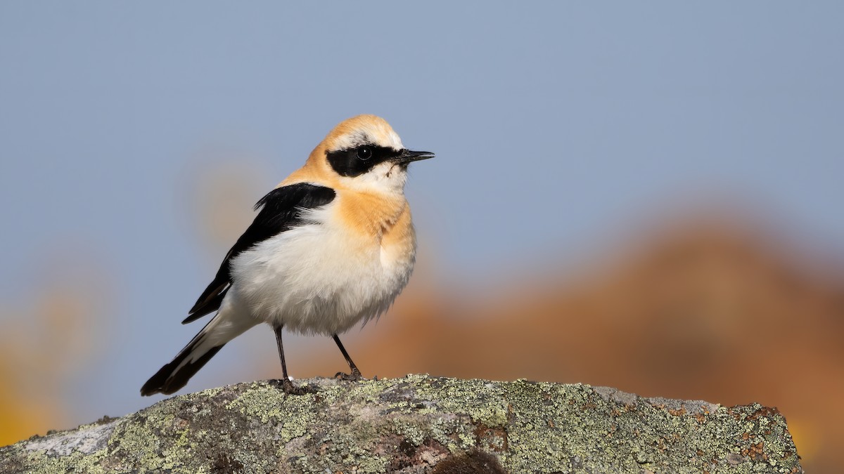 Western Black-eared Wheatear - Iker Fernández Martínez