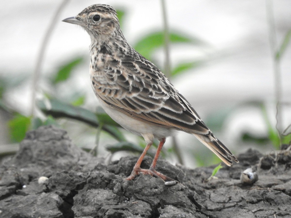 Oriental Skylark - ML32802221