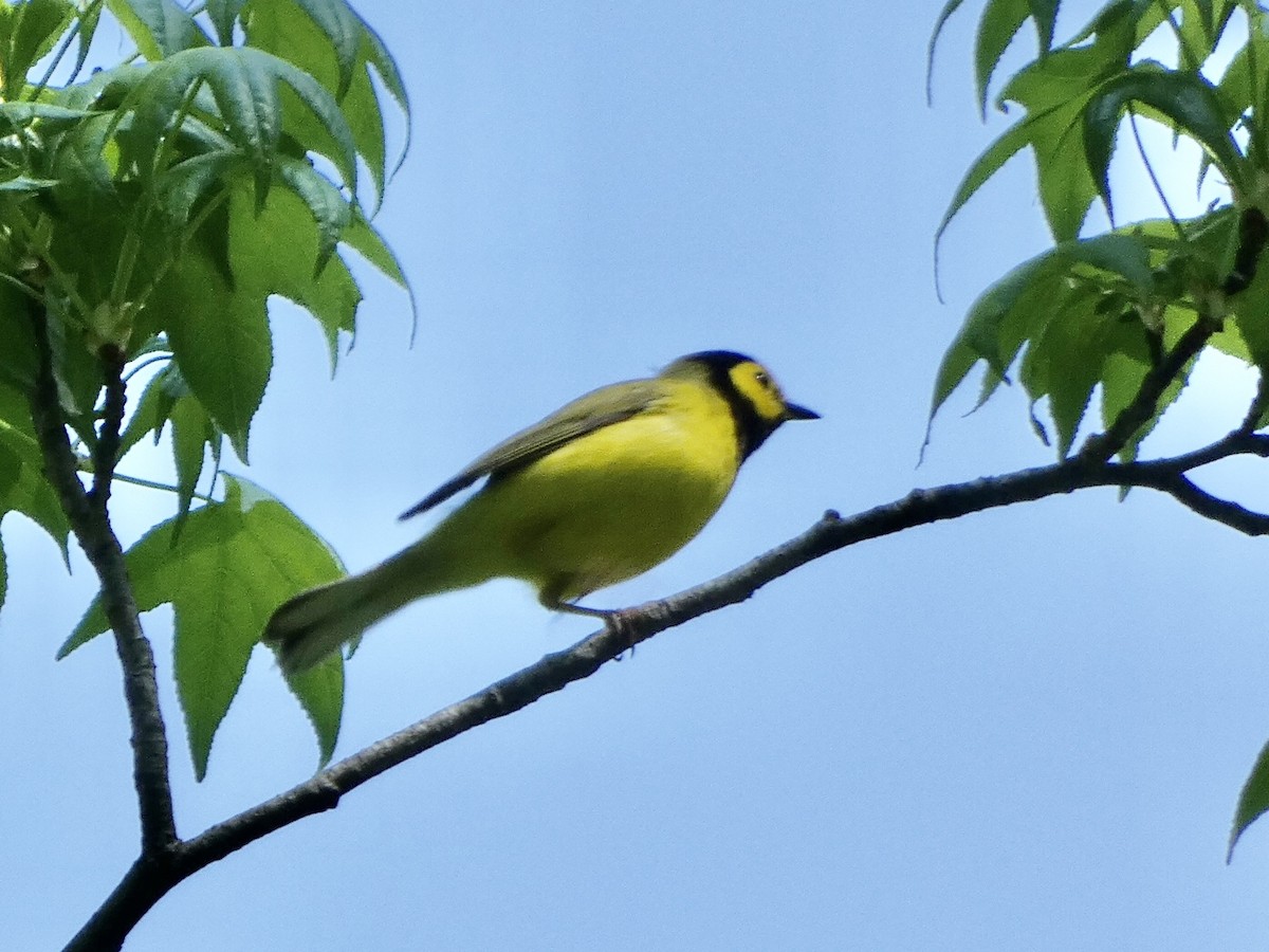 Hooded Warbler - Noah Rokoske