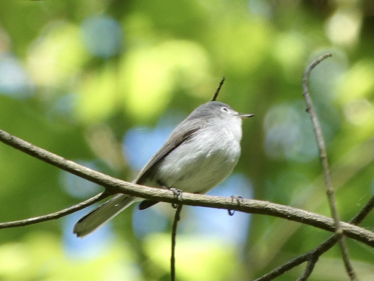 Blue-gray Gnatcatcher - ML328022631