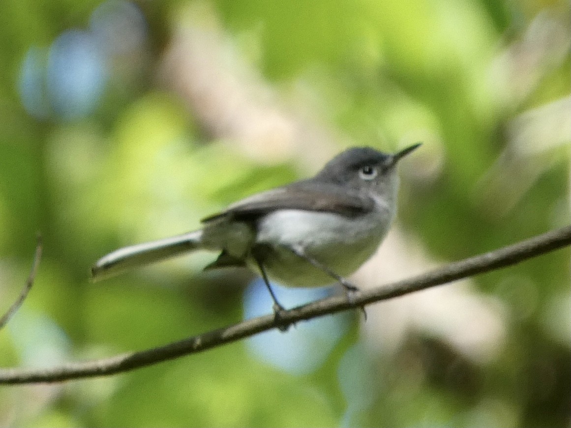 Blue-gray Gnatcatcher - ML328022771