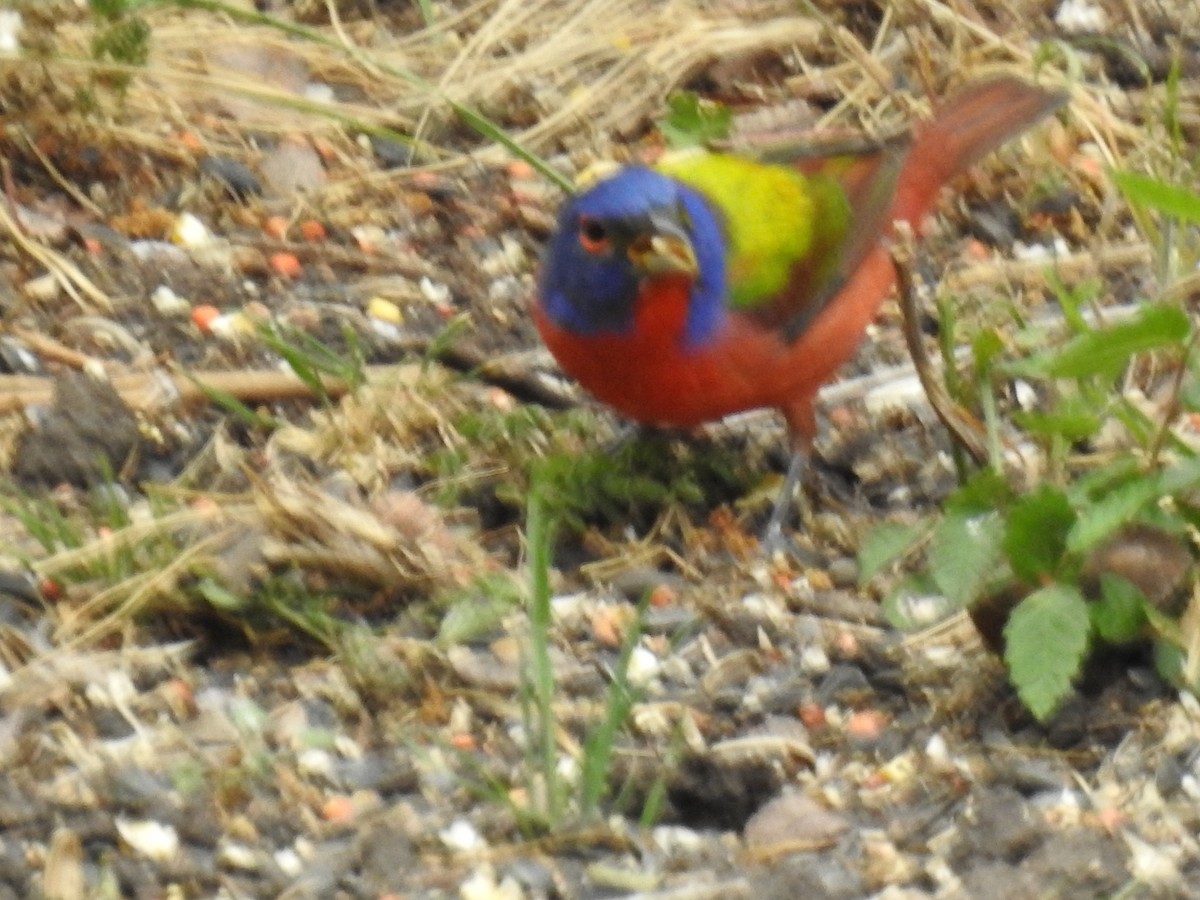 Azulillo Sietecolores - ML328023581