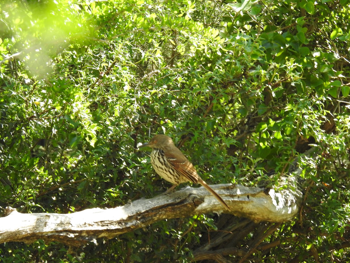 Cuitlacoche Piquilargo - ML328023791