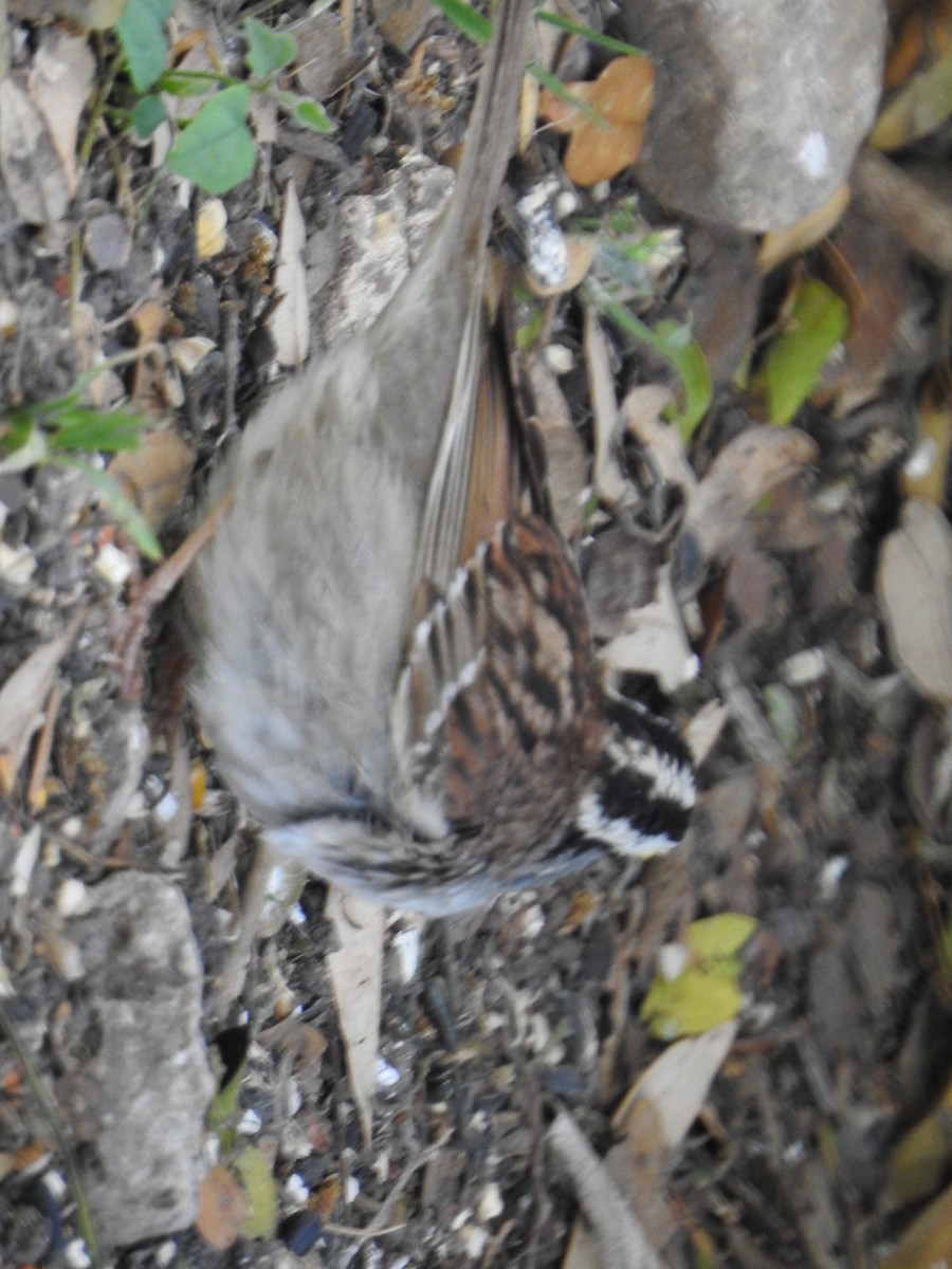 Chingolo Gorjiblanco - ML328024251