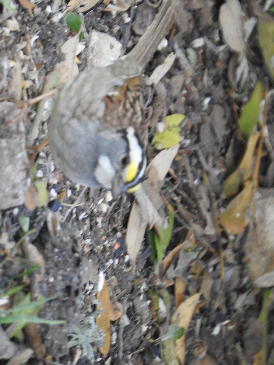 Chingolo Gorjiblanco - ML328024591