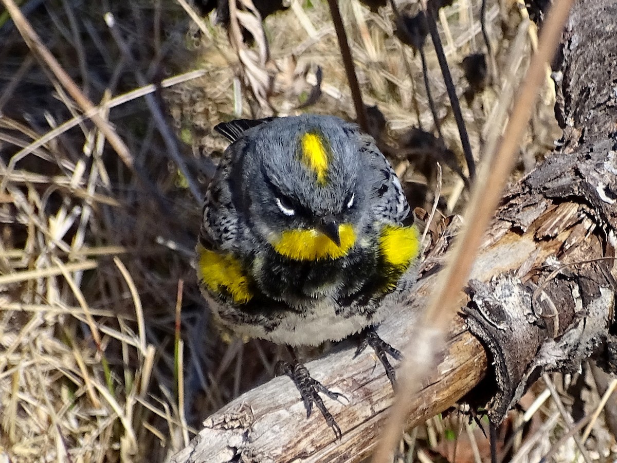 Yellow-rumped Warbler (Audubon's) - Paul Foth