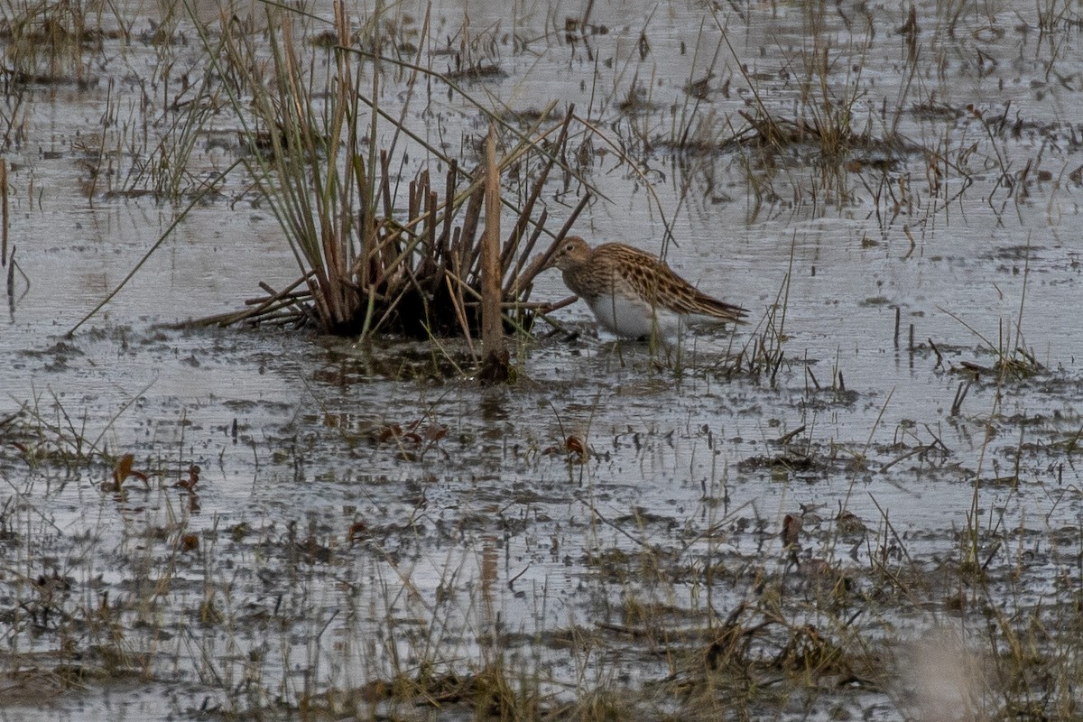 Pectoral Sandpiper - Bruce Miller