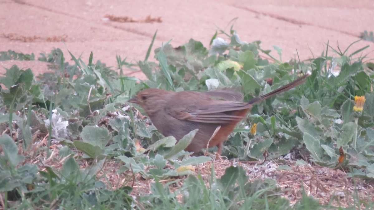 California Towhee - ML328027321