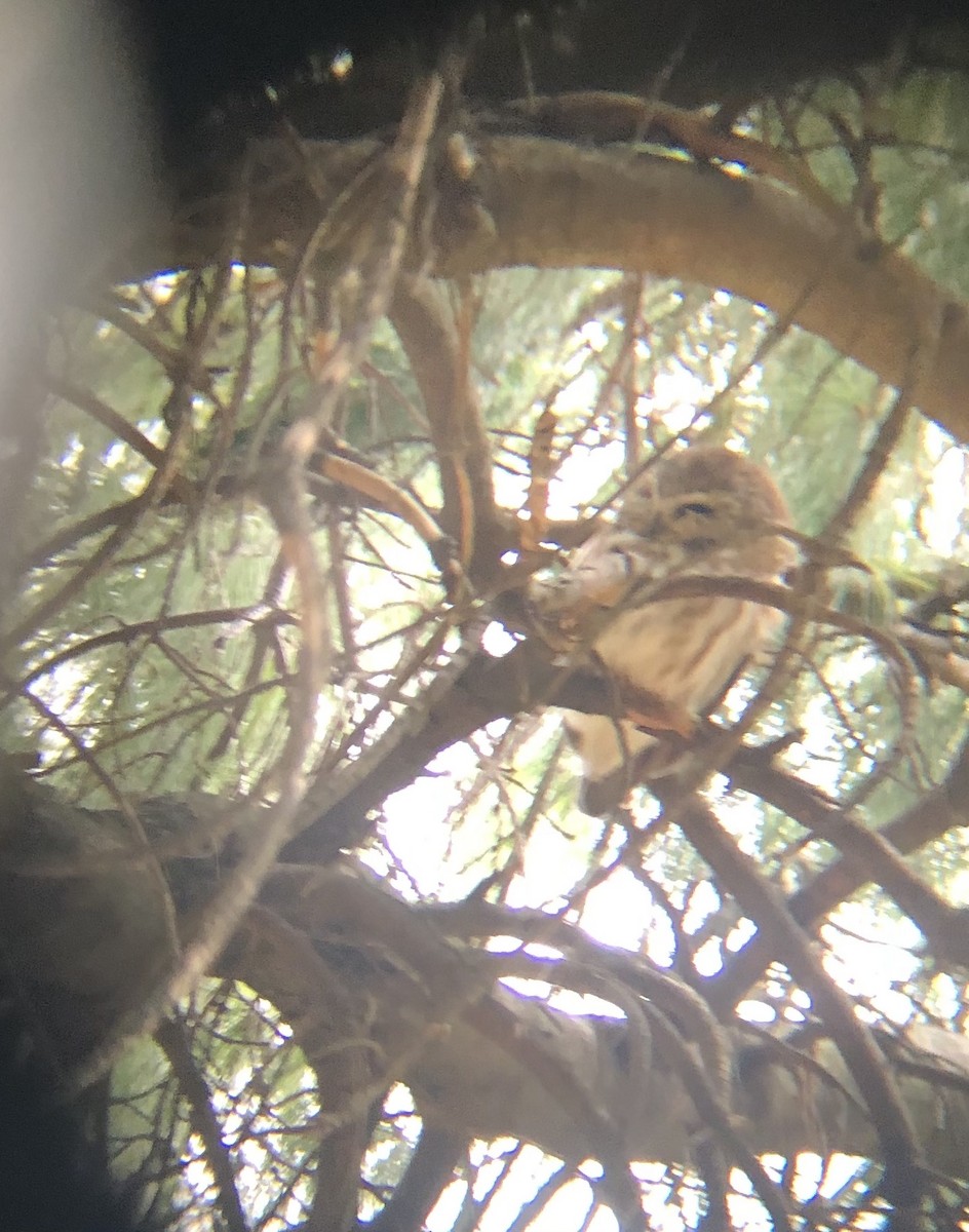 Northern Saw-whet Owl - ML328031191