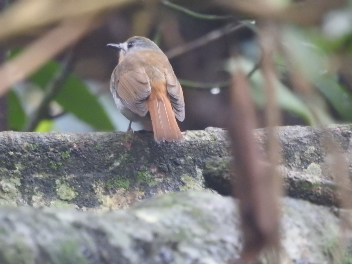 White-bellied Blue Flycatcher - ML328033731