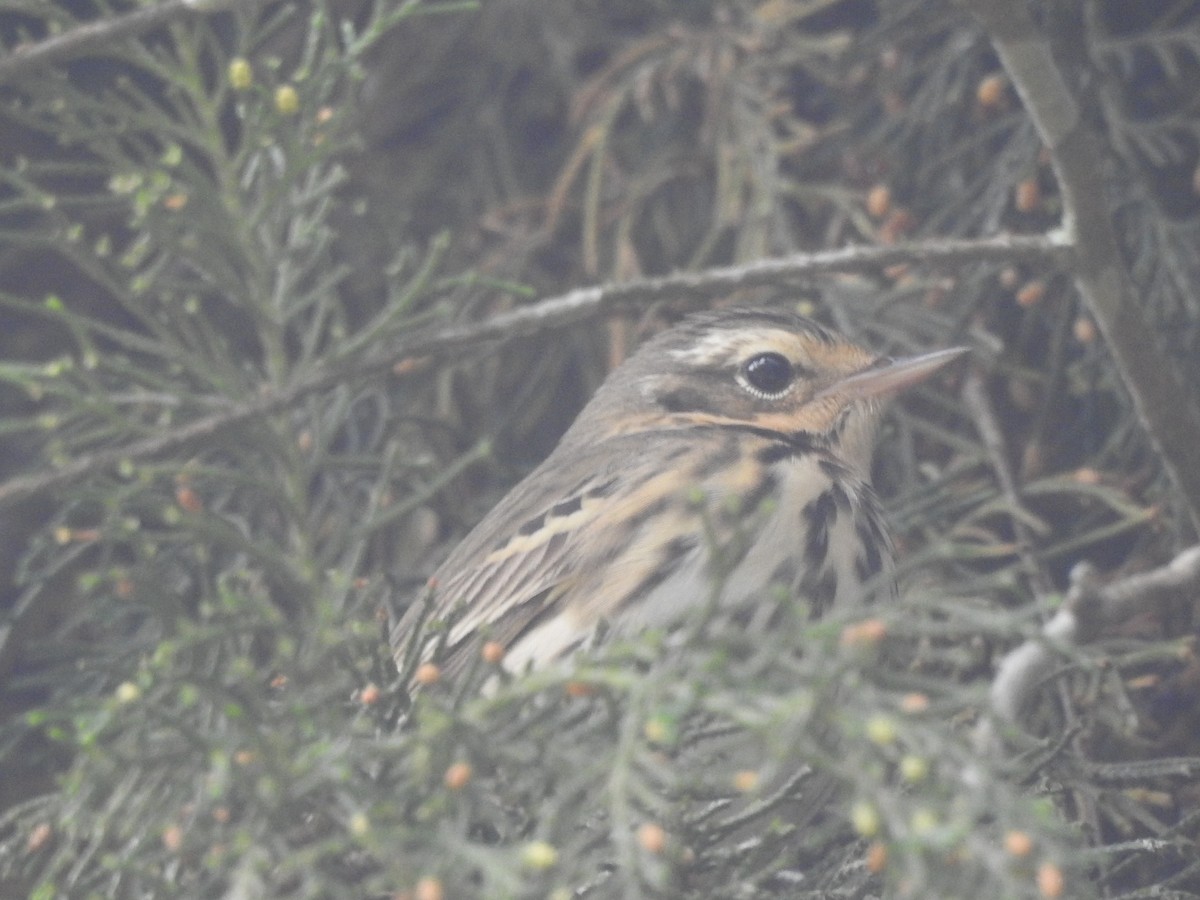 Olive-backed Pipit - ML328034931