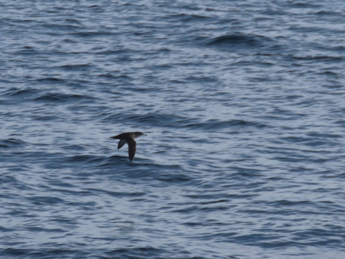 Balearic Shearwater - ML328035791